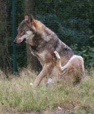 Wolf-130.jpg